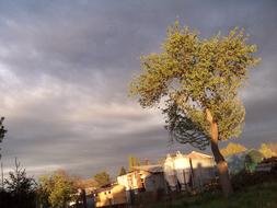 tall Tree at cloudy sky at Afternoon