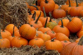 many orange pumpkins on straw as decoration