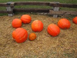 Beautiful, orange pumkins on the yellow grass, in the garden in autumn