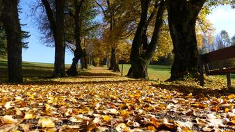 dry autumn foliage on the alley