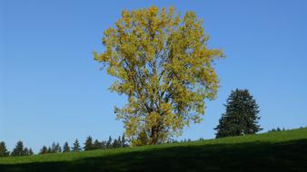 trees on a hill with green grass