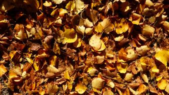 Autumn Leaves as background