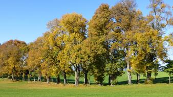 row of deciduous trees on field at autumn, germany, allgau