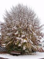 beech in the snow in winter