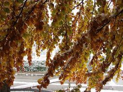 Branches Fall Snow