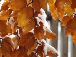 Leaves Colorful Snowy orange