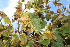 Beautiful, green grapes with the green and yellow leaves in sunlight, in autumn