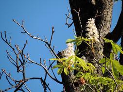 incredibly beautiful Chestnut Blossom