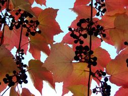 ivy with black berries close up