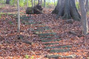 Path Hiking red leaves