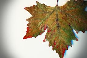 dryAutumn Yellow Sheet Leaf