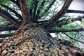 Close-up of the beautiful, pine tree with green leaves, with the trunk