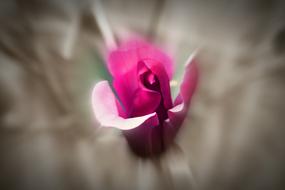 unusually beautiful Rosa Flowers