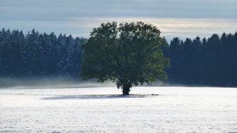 Allgau Snowy meadow