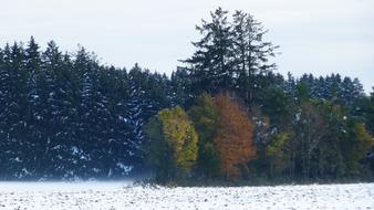 snowy field on forest background