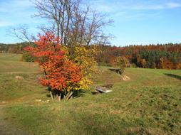 Autumn Agriculture Field and orange bush