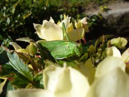 green grasshopper on Viridissima Flowers