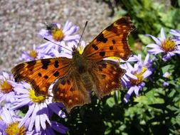 absolutely beautiful Falter Butterfly