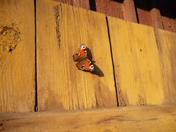 incredibly beautiful Peacock Butterfly