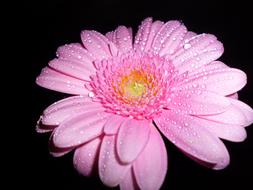 magnificent Gerbera and water drops