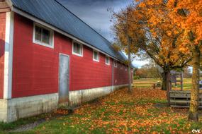 Barn red Trees orange
