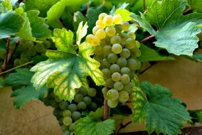 Wine Grapes green light