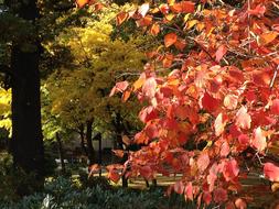 trees with colorful Foliage in park at fall
