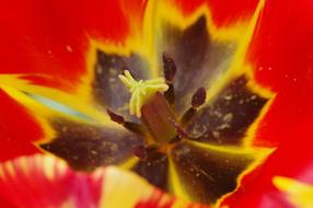 absolutely beautiful Pollen Pistil Stamp