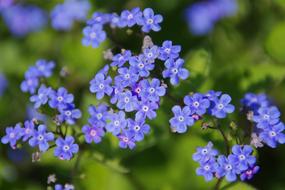 extraordinarily beautiful blue Flower