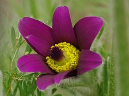 goodly Flower purple