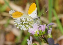 extraordinarily beautiful Butterfly Blossom