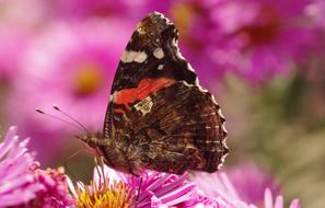 ravishing Butterfly Blossom