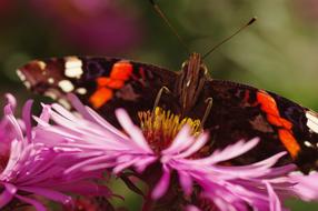 goodly Butterfly Blossom