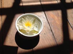 Water Lily in Bowl