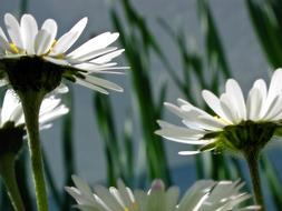 Flora Daisy