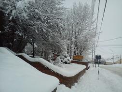 road near trees in winter