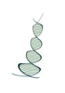deoxyribonucleic acid graphic drawing
