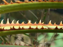 Thorns Pink Leaf Orange yellow
