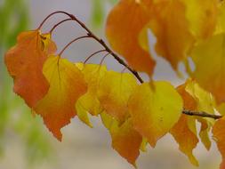 orange-yellow leaves on a branch, close-up