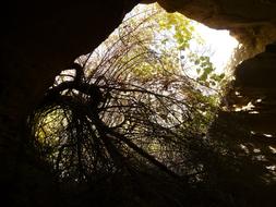 dry tree in the grotto