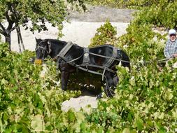 farmer with a black horse in the vineyard