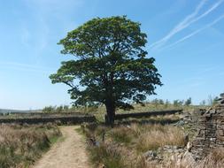 Tree Path and Fields