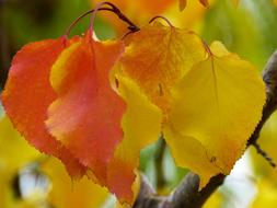 macro photo of yellow and orange leaves on a tree branch at fall