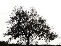 silhouette of a tree in black and white background