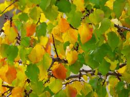 Leaves Fall Colorful green yellow