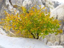 Close-up of the beautiful plant with the leaves, of the fall colors, among the rocks