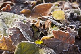 frozen autumn leaves close up