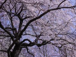 light pink cherry blossom