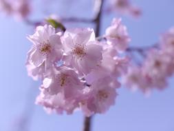 Pink Japanese Cherry Flowers