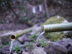 Beautiful bamboo plants with the water, on the rocks